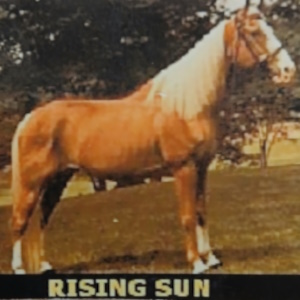 Rising Sun, Elvis favorite